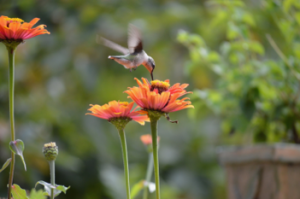 hummingbird on orange flowers